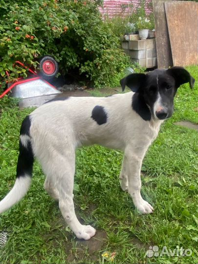 Собака щенок кобель мальчик бесплатно добрые руки