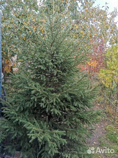 Саженцы елей в Черногорске