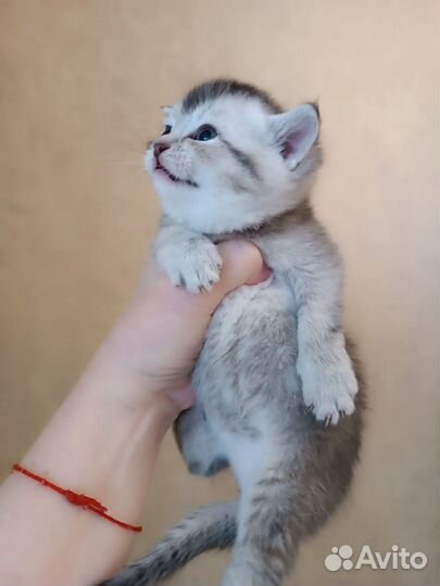 Кошки породистые