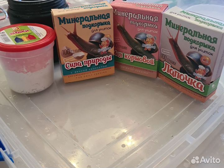 Улитка