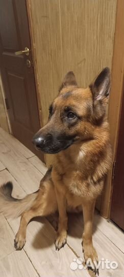 Немецкая овчарка