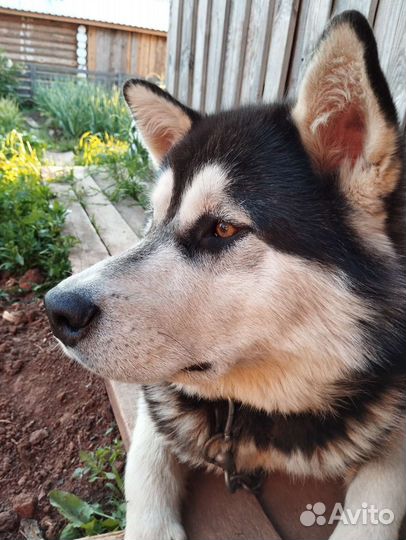 Маламут вязка