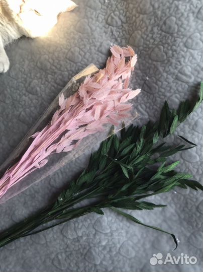 Хасмантиум