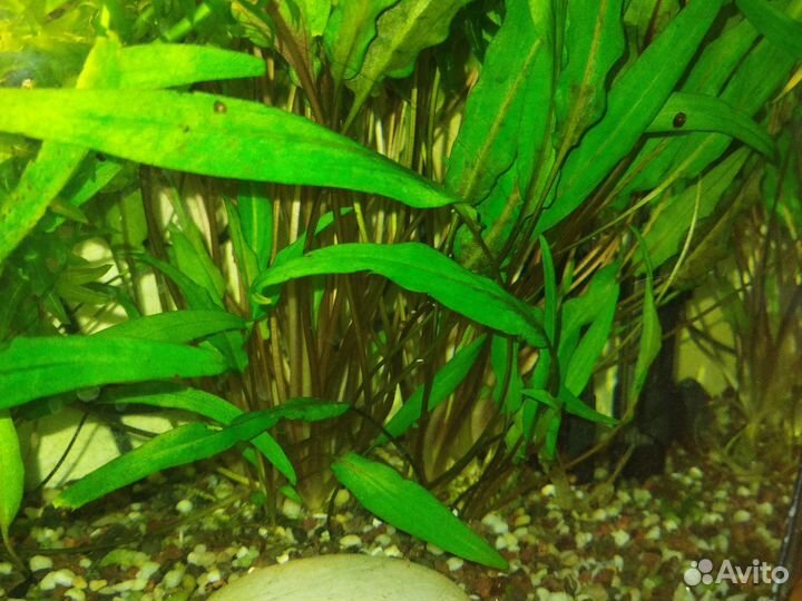 Растения для аквариума