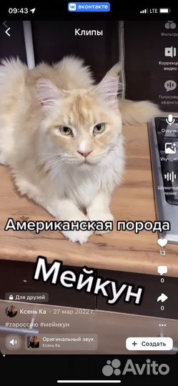 Кот мейкун
