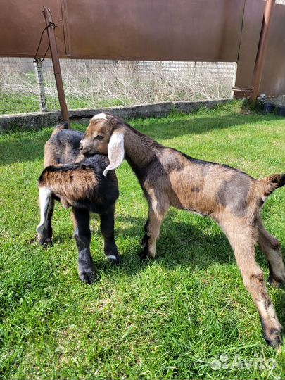 Козлята нубийские