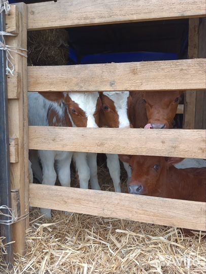 Телята бычки сементалы