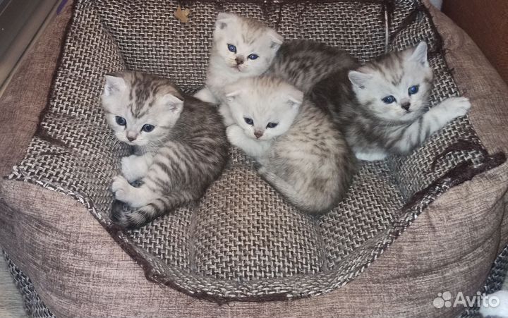 Шотландские котята