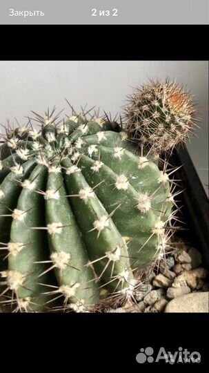 Кактус эхинопсис гибридный Sierra Skyline