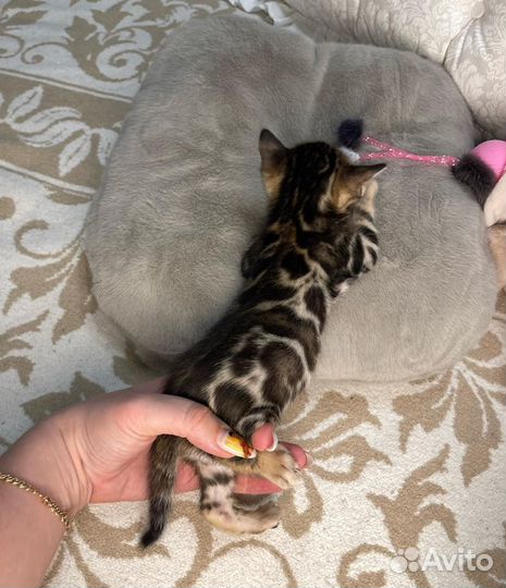 Бенгальские котята VIP