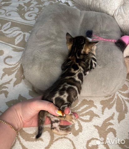 Бенгальские котята VIP