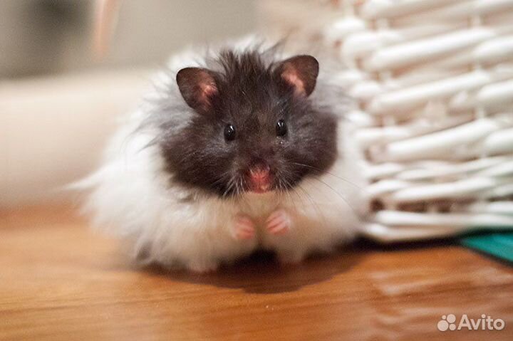 Сирийский хомяк