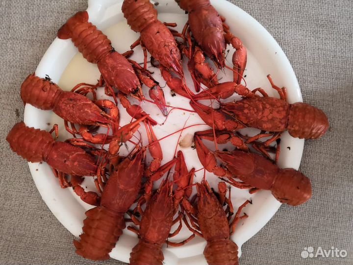 Живые раки р.Сал