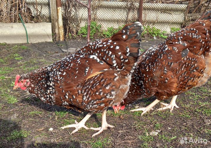 Суссекс английский. Инкубационное яйцо