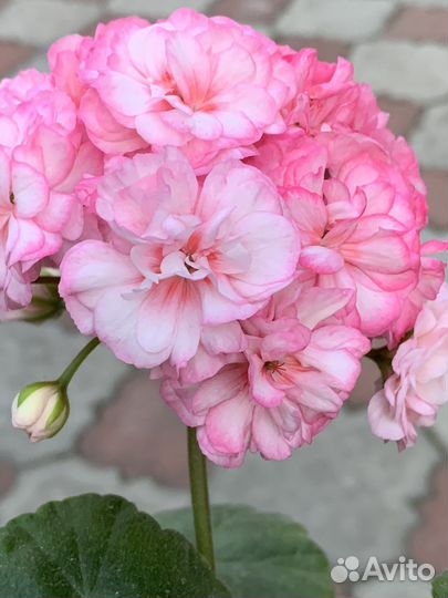 Пеларгония герань та Рафаэлла