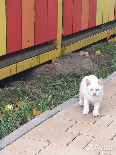 Котенок ищет дом