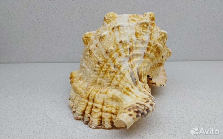 Бурса Буба 27,6 морская ракушка раковина
