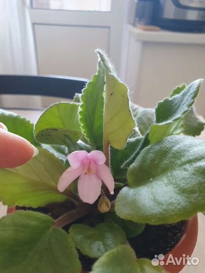 Фиалки в горшках