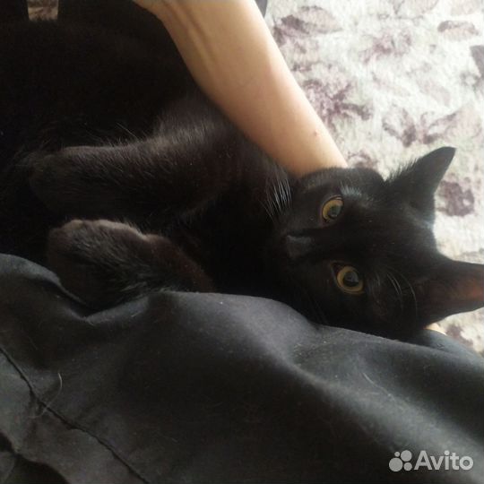 Кошка в дар бесплатно