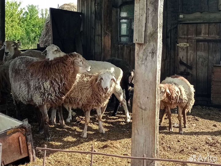 Бараны, овцы, ягнята