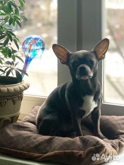 Вязка кобель чихуахуа