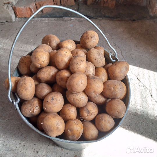 Семенной картофель