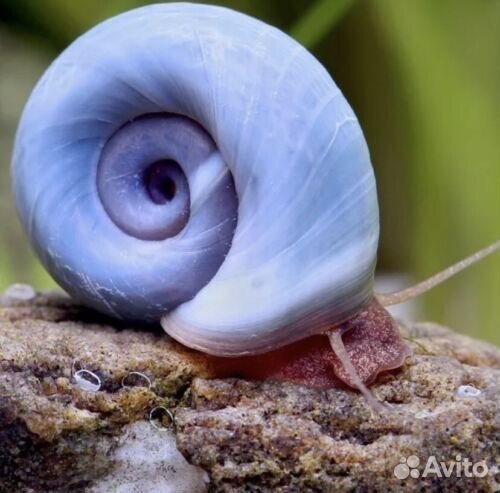 Улитка голубая катушка