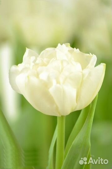 Луковицы тюльпана Northcap