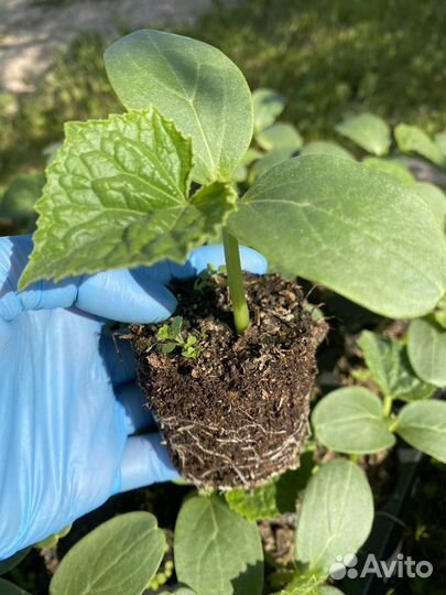 Рассада огурцов