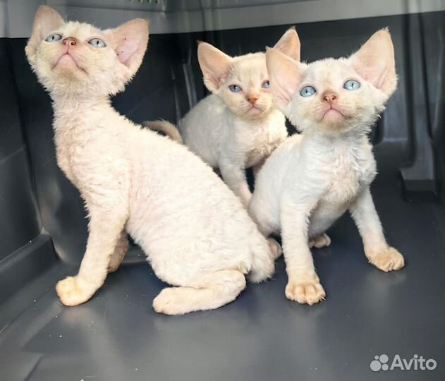 Котята девон-рекс