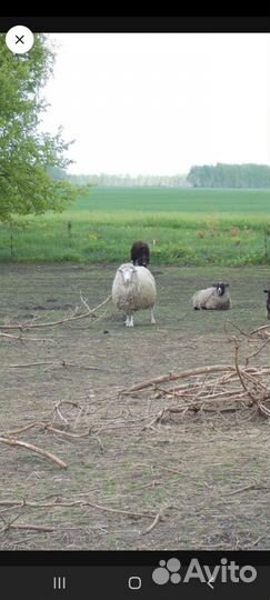 Овцы бараны