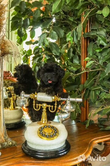 Мальтипу мини девочка