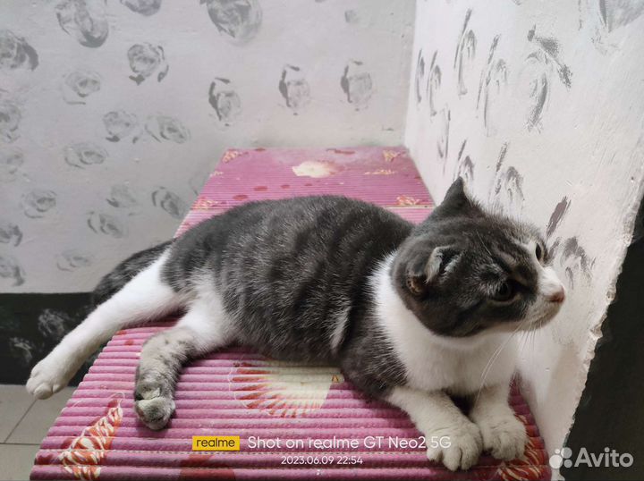 Котята,коты,кошки (Уличные) Не Домашние