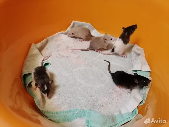 Крысята дамбо