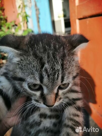 Кошки