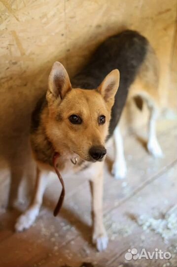 Собака в добрые руки отдам бесплатно
