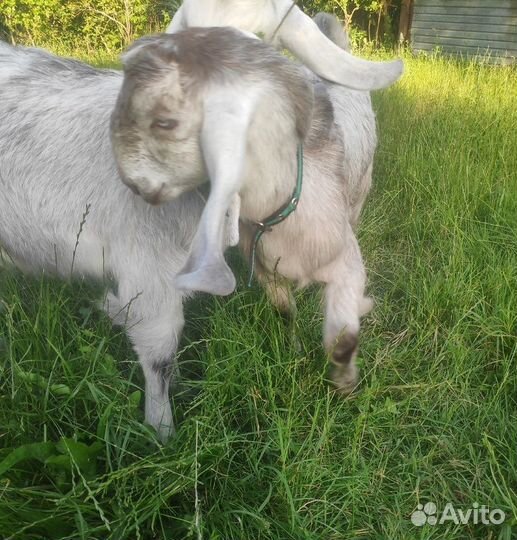 Козлята шами