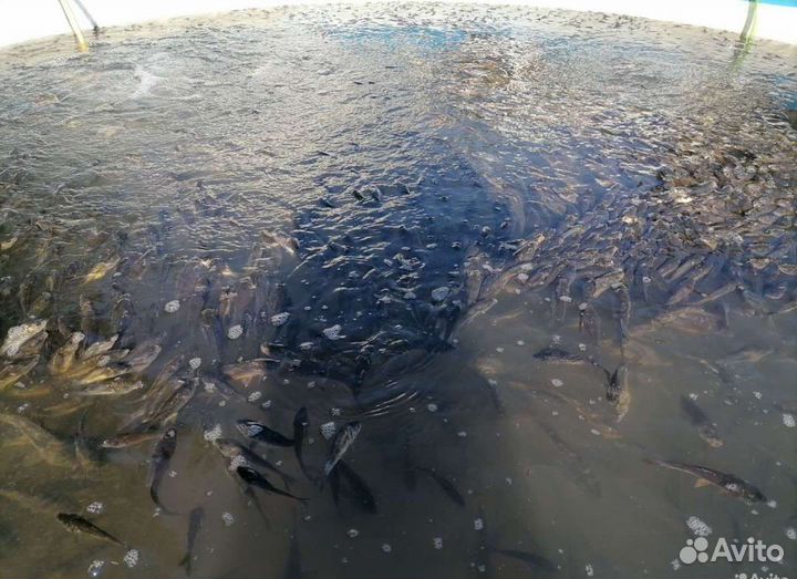 Малёк сазан карп Карась Амур Толстолобик Линь