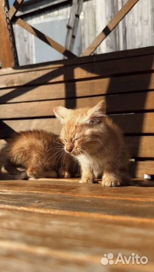 Котята в добрые руки