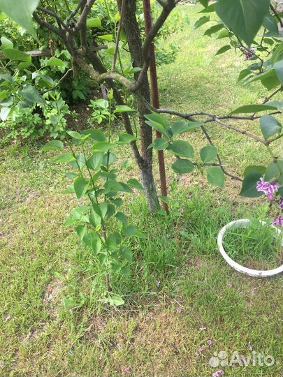 Сортовая,махровая сирень