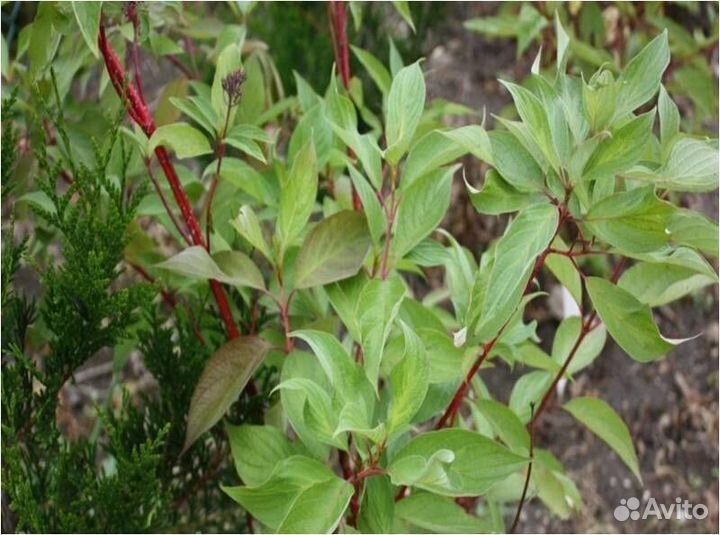 Дерен белый Сибирика