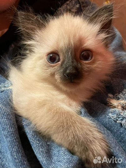 Кошка ищет кота для вязки