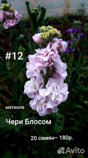 Матиола, семена