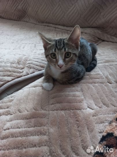 Котенок мальчик в добрые руки
