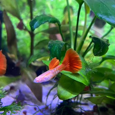 Гуппи чистая линия