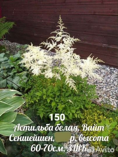 Садовые многолетники и цветы