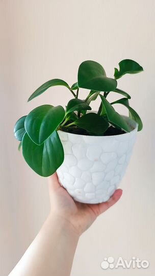 Цветок комнатный / Пеперомия