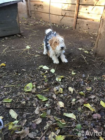 Фокстерьер