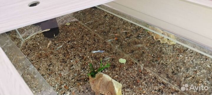 Аквариум с рыбками