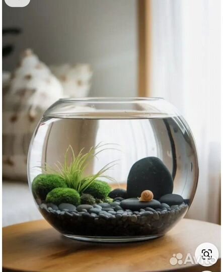 Водоросли моремо